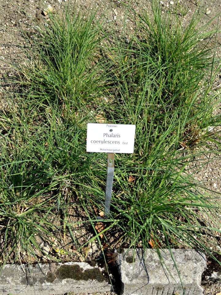 Phalaris coerulescens specimen in the Botanischer Garten München-Nymphenburg, Munich, Germany.