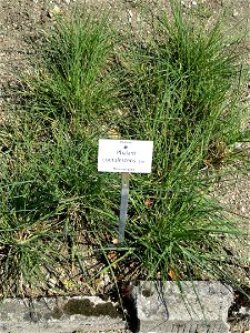 Phalaris coerulescens specimen in the Botanischer Garten München-Nymphenburg, Munich, Germany.