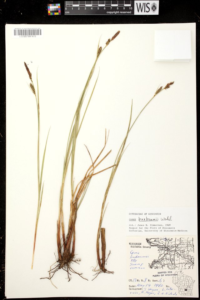 Carex buxbaumii
