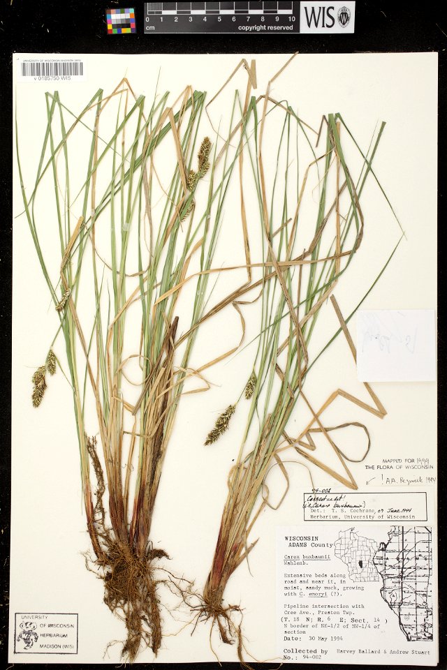 Carex buxbaumii