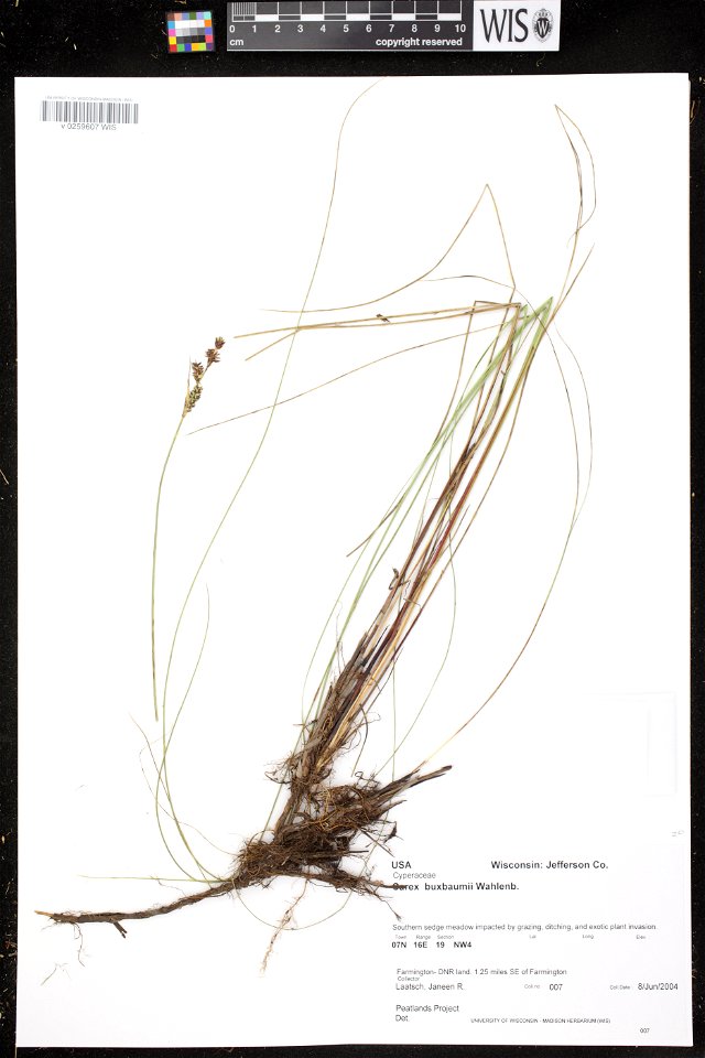 Carex buxbaumii