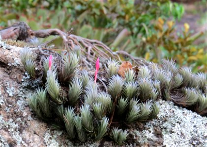 "Em perigo" (EN). 
CNCFlora. Tillandsia araujei in Lista Vermelha da flora brasileira versão 2012.2 Centro Nacional de Conservação da Flora.