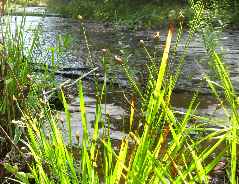 Xyris tennesseensis, limestone stream bed in Lewis County, Tennessee.