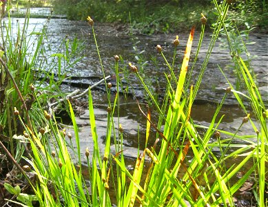Xyris tennesseensis, limestone stream bed in Lewis County, Tennessee.