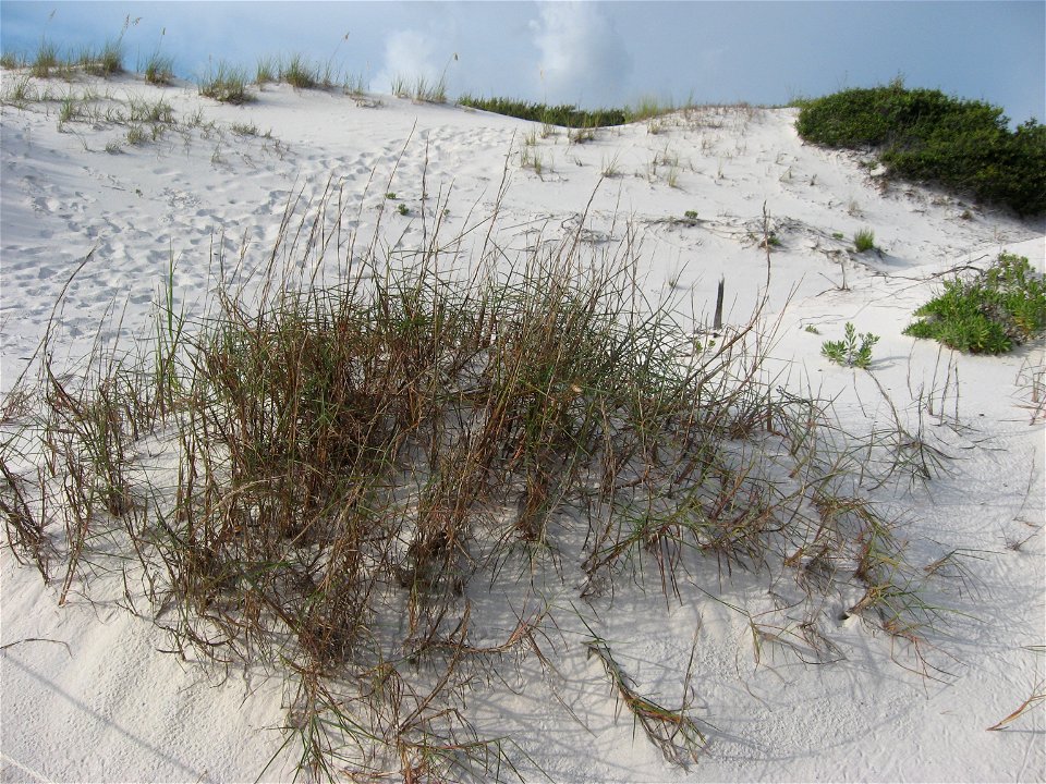 Schizachyrium maritimum on sand dunes at St. Joseph Peninsula State Park, Gulf County, Florida.