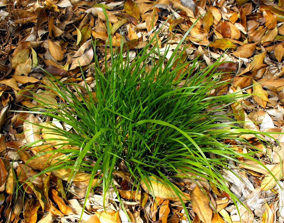 Achnatherum pekinense at the UC Berkeley Botanical Garden, California, USA. Identified by sign.