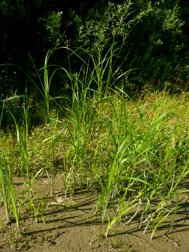 Bolboschoenus yagara