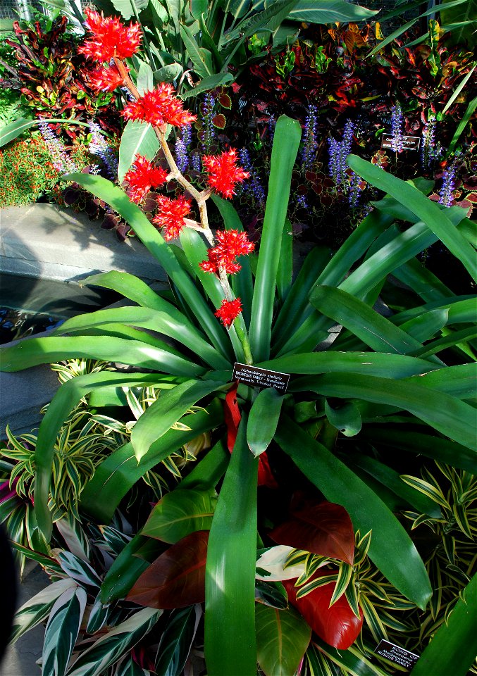 Hohenbergia stellata plant found in the United States Botanical Garden