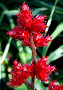 Picture of Hohenbergia stellata in the United States Botanical Garden