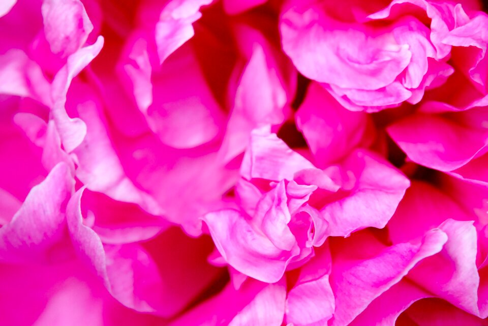 Peony flower close up