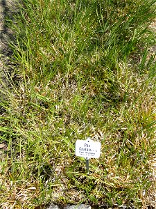 Poa chaixii specimen in the Botanischer Garten München-Nymphenburg, Munich, Germany.