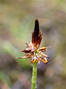 black alpine sedge (Carex nigricans) photo