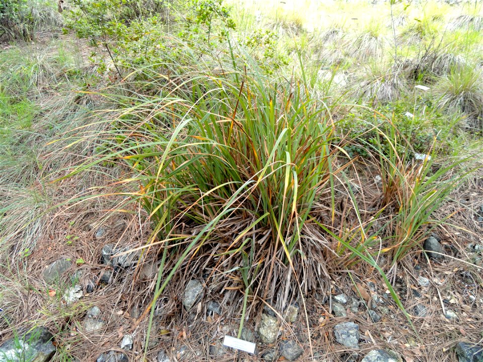 — San Diego sedge.
Specimen in the University of California Botanical Garden, Berkeley, California, U.S.