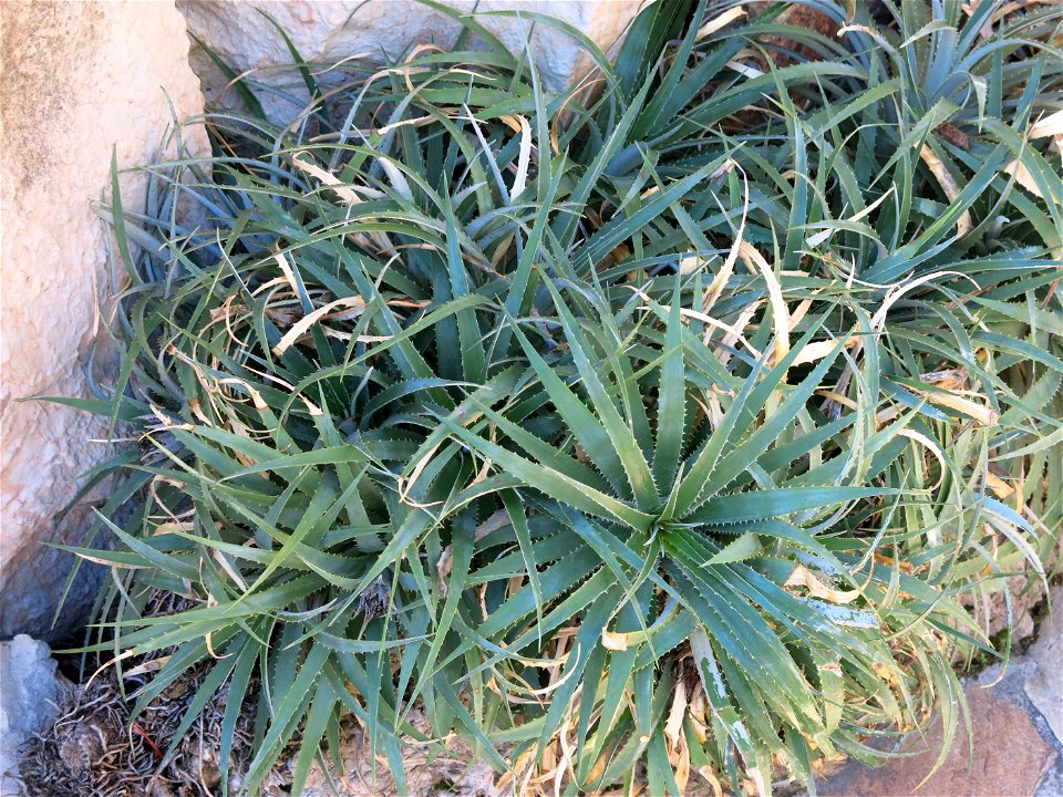 Ochagavia litoralis in the exotic garden of Monaco. Identified by its botanic label.
Français :  Ochagavia litoralis au jardin exotique de Monaco. Identifié par son étiquette botanique.
