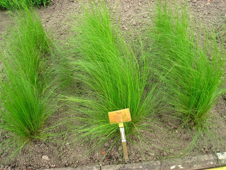 Stipa tirsa specimen in the Botanischer Garten, Berlin-Dahlem (Berlin Botanical Garden), Berlin, Germany.