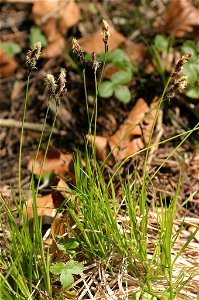 Carex montana (Berg-Segge)
Aufnahmeort: bei Hollenstein an der Ybbs, Niederösterreich, Austria