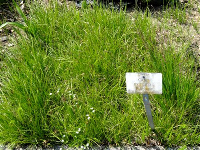 Carex montana specimen in the Botanischer Garten München-Nymphenburg, Munich, Germany.