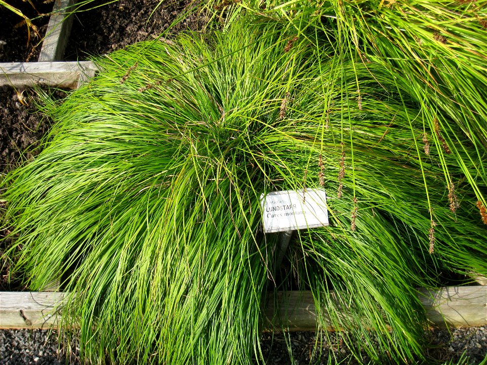 Carex montana - Oslo botanical garden, Oslo, Norway.