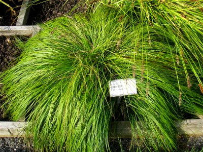 Carex montana - Oslo botanical garden, Oslo, Norway.
