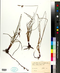 Carex tomentosa