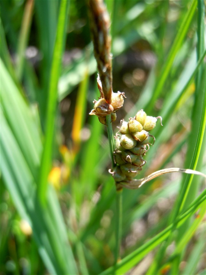 Carex tomentosa Inflorescence : un zoom poussé sur les utricules montre leur pilosité