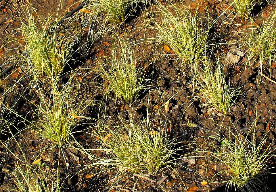 Carex albula 'Frosty Curls' at the Water Conservation Garden at Cuyamaca College, El Cajon, California, USA. Identified by sign.