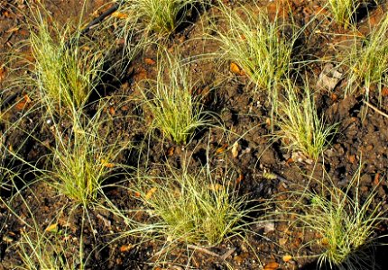 Carex albula 'Frosty Curls' at the Water Conservation Garden at Cuyamaca College, El Cajon, California, USA. Identified by sign.