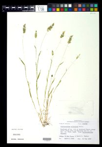 Anthoxanthum aristatum