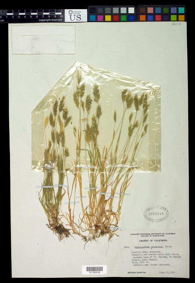 Anthoxanthum aristatum