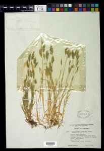 Anthoxanthum aristatum