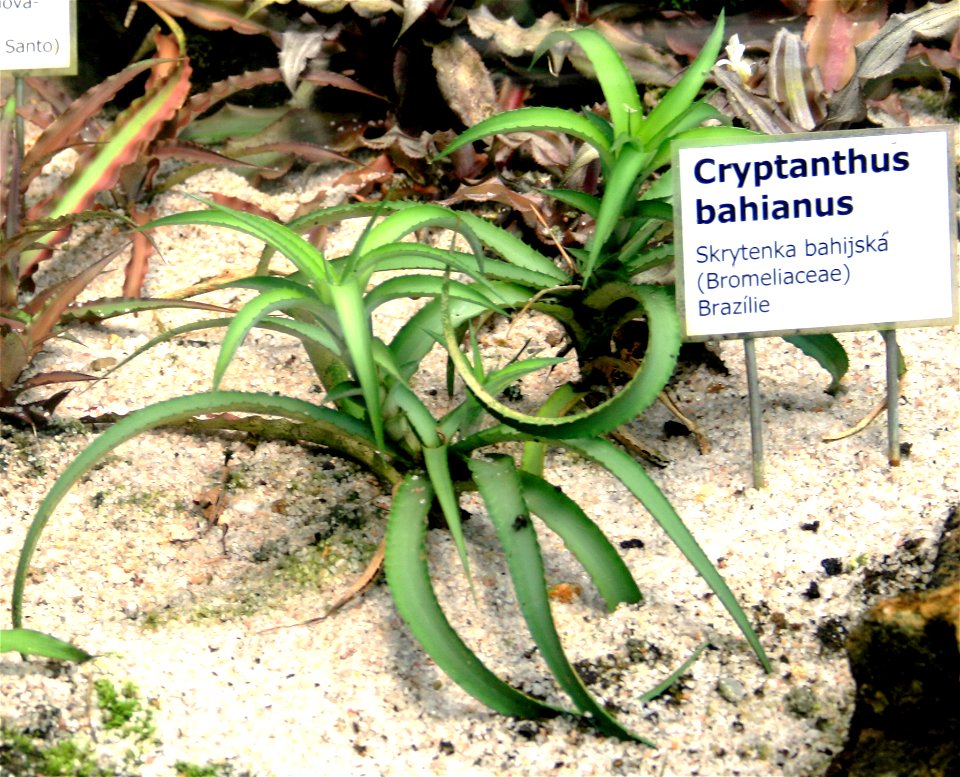 Plant Cryptanthus bahianus in Botanical Garden Liberec, Czech Republic