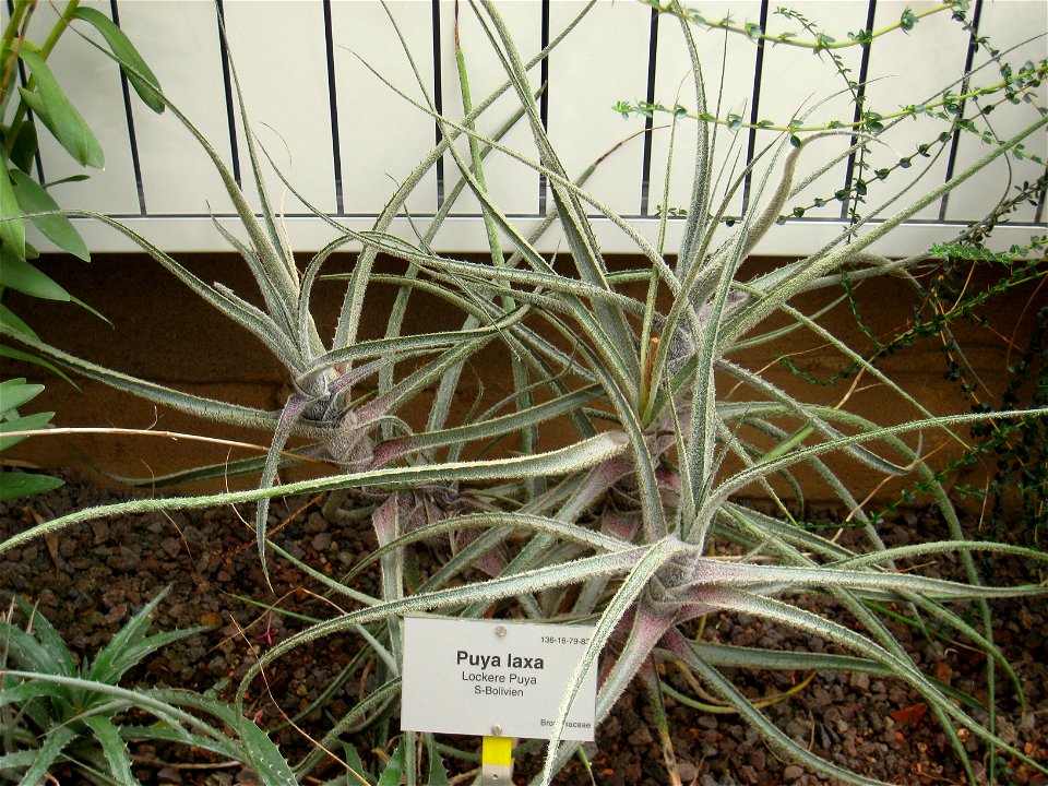 Puya laxa specimen in the Botanischer Garten, Berlin-Dahlem (Berlin Botanical Garden), Berlin, Germany.