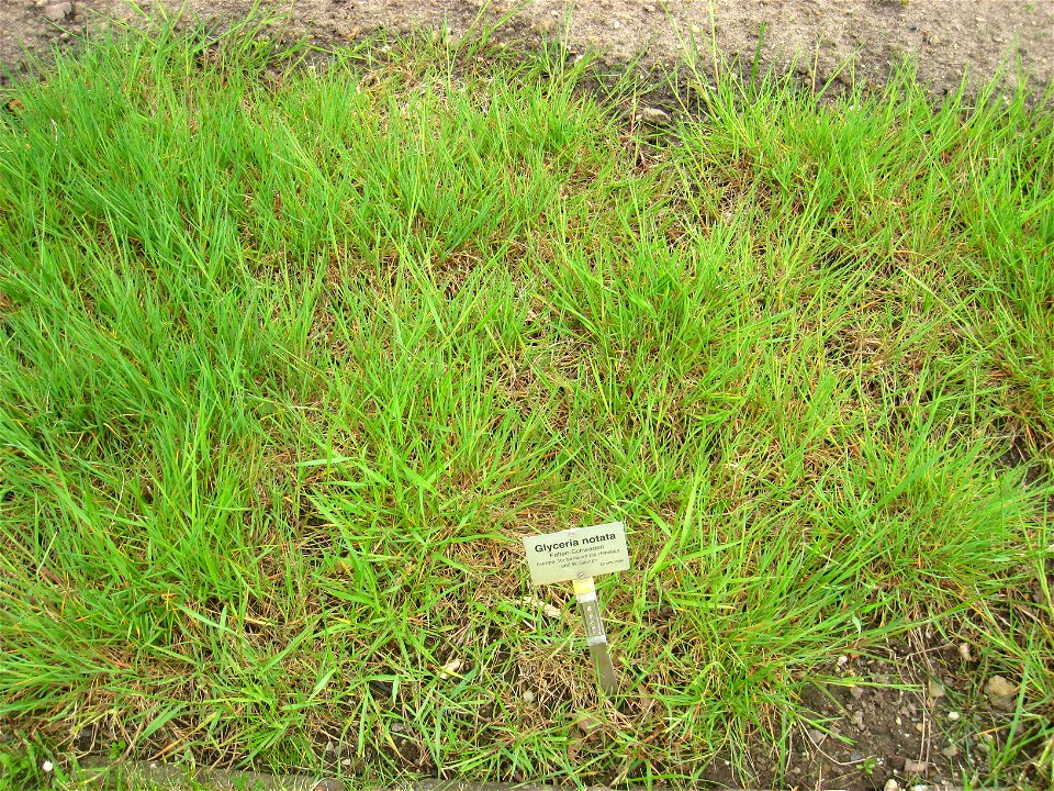 Glyceria notata specimen in the Botanischer Garten, Berlin-Dahlem (Berlin Botanical Garden), Berlin, Germany.