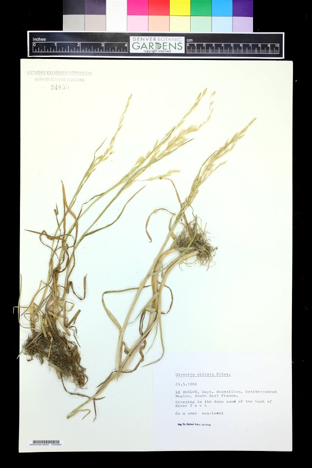 Glyceria notata