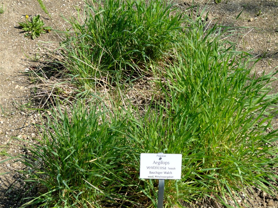 Aegilops ventricosa specimen in the Botanischer Garten München-Nymphenburg, Munich, Germany.