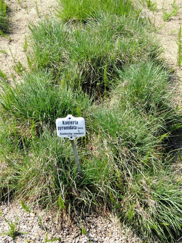 Koeleria pyramidata specimen in the Botanischer Garten München-Nymphenburg, Munich, Germany.