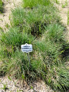 Koeleria pyramidata specimen in the Botanischer Garten München-Nymphenburg, Munich, Germany.
