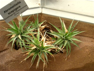 Abromeitiella scapigera specimen in the Botanischer Garten, Berlin-Dahlem (Berlin Botanical Garden), Berlin, Germany.
