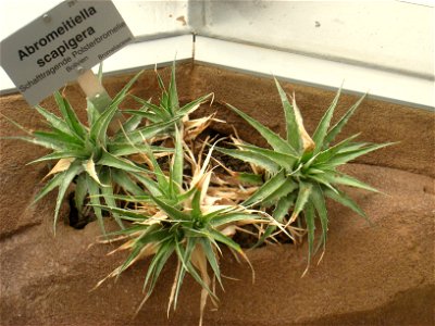 Abromeitiella scapigera specimen in the Botanischer Garten, Berlin-Dahlem (Berlin Botanical Garden), Berlin, Germany. photo