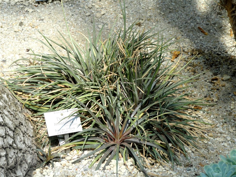 Dyckia remotiflora specimen in the Botanischer Garten München-Nymphenburg, Munich, Germany.