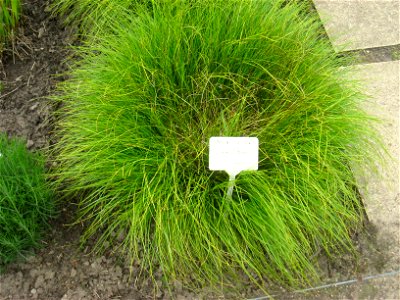 Carex umbrosa specimen in the Botanischer Garten, Berlin-Dahlem (Berlin Botanical Garden), Berlin, Germany.