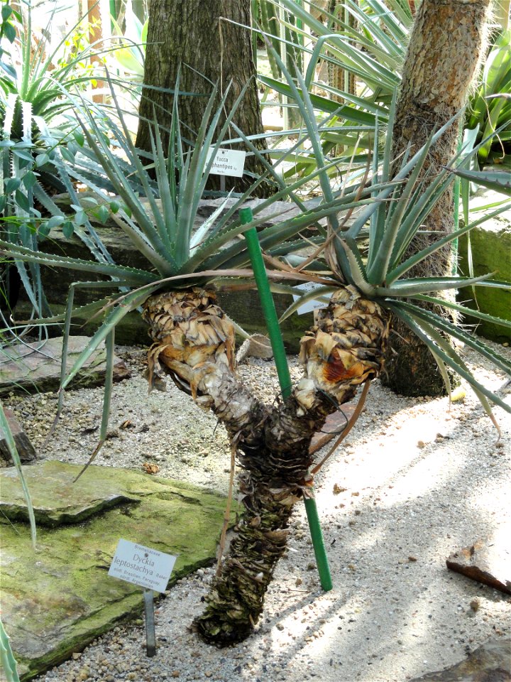 Dyckia leptostachya specimen in the Botanischer Garten München-Nymphenburg, Munich, Germany.