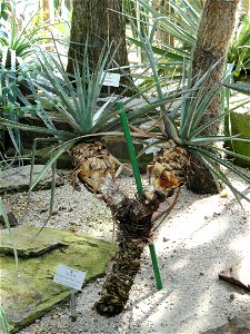 Dyckia leptostachya specimen in the Botanischer Garten München-Nymphenburg, Munich, Germany.