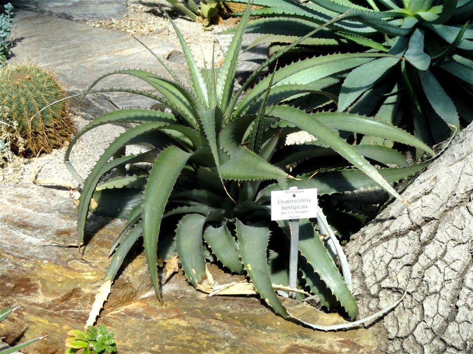 Deuterocohnia brevispicata specimen in the Botanischer Garten München-Nymphenburg, Munich, Germany.