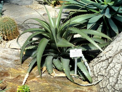 Deuterocohnia brevispicata specimen in the Botanischer Garten München-Nymphenburg, Munich, Germany.