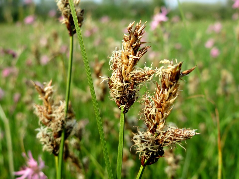 Zweizeilige Segge (Carex disticha) im Naturschutzgebiet Bachwiesen/Leopoldswiesen im Hockenheimer Rheinbogen
