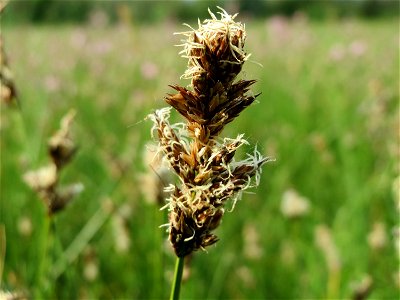 Zweizeilige Segge (Carex disticha) im Naturschutzgebiet Bachwiesen/Leopoldswiesen im Hockenheimer Rheinbogen