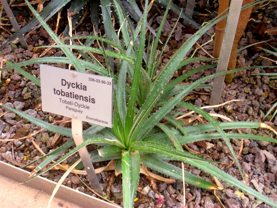 Dyckia tobatiensis specimen in the Botanischer Garten, Berlin-Dahlem (Berlin Botanical Garden), Berlin, Germany.