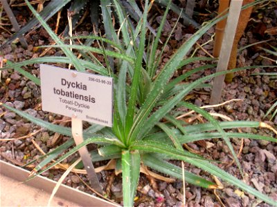 Dyckia tobatiensis specimen in the Botanischer Garten, Berlin-Dahlem (Berlin Botanical Garden), Berlin, Germany.