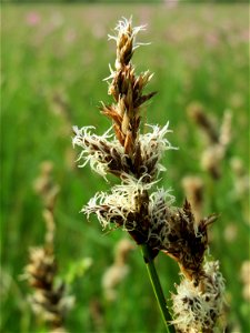 Zweizeilige Segge (Carex disticha) im Naturschutzgebiet Bachwiesen/Leopoldswiesen im Hockenheimer Rheinbogen